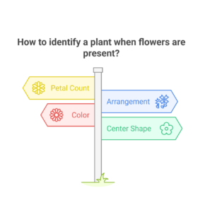 how to identify a plant when flowers are present